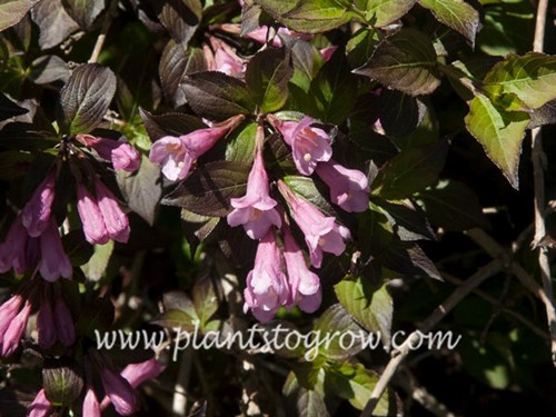 Foliss Purpurea Weigela (Weigela florida)
Showing the pink funnel shaped flowers typical of Weigela  (May 10)
